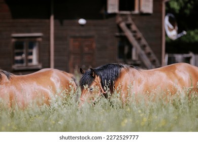Horses running and playing in the farm yard, their unbridled energy and excitement a joy to behold. Farm yard is a haven for these magnificent creatures