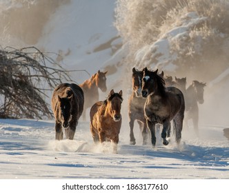 horses running in the snow on a brisk cold winter day  horizontal format horses winter