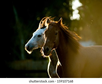 Horses Running In Sunset Light