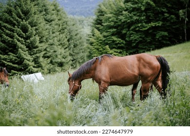 Horses running through the farm yard, their spirited energy and playful antics a joy to watch and admire. Horses standing in the farm yard, their gentle movements and graceful postures