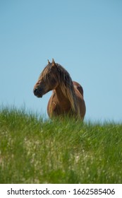 Horses Of Sable Island Nova Scotia