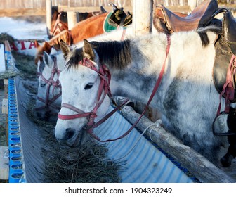 1,115 Horse Trough Images, Stock Photos & Vectors | Shutterstock