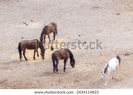 The horses savoring their meal on the farm. Herd of horses eating food in farmyard. Horses eating hay in a corral and paddock in a farmyard. Horses eating delicious food. 