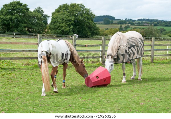 Horses Sharing Red Pyramid Hay Feeder Royalty Free Stock Image