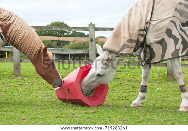 Horses Sharing Red Pyramid Hay Feeder Stock Photo Edit Now 719263261