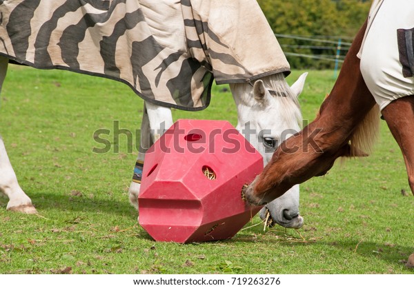 Horses Sharing Red Pyramid Hay Feeder Stock Image Download Now