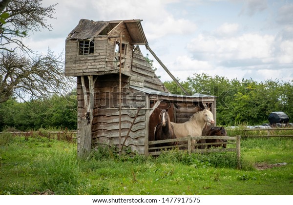 Horses Sheltering Rustic Shed Barn Stock Photo Edit Now 1477917575