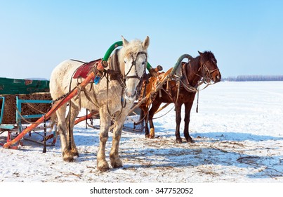 26,638 Russian horses Images, Stock Photos & Vectors | Shutterstock