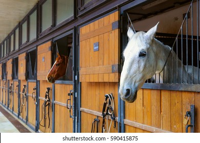 Horses In Stable