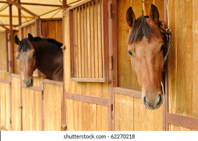 Horses in the stable