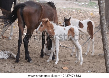 Horses stand in Maidan area in the city of Kolkata, India