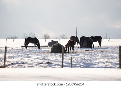 The horses stand in the pasture next to the forage, because all the pasture is covered with white snow