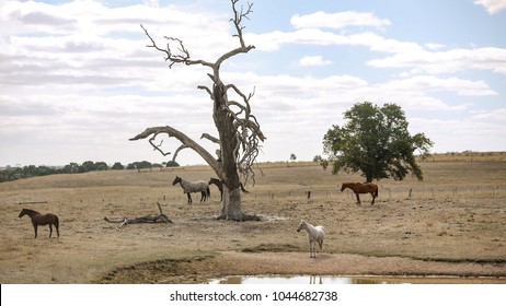 Horses Standing On Farmland With Dry Grass And Dead Tree. Rural Landscape In Victoria Of Australia.