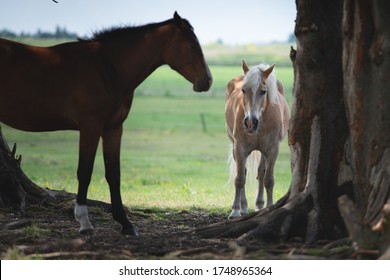 Horses are standing on a hot day to cool off in the shade under a tree, Farm animals, horses are in the pasture