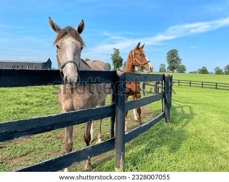 Horses standing in open field in Central Kentucky