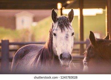 Horses Standing In A Stable Area On An Equestrian Property. Main Horse Has White Face With Pieces Of Straw On Its Head.