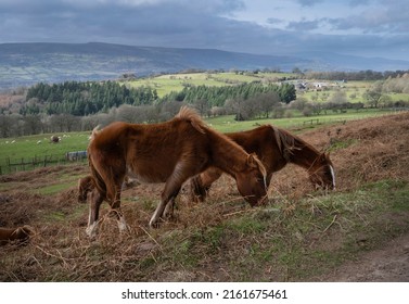 Horses At Sugar Loaf Mountain, Wales, UK.