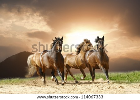 horses in summer