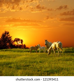 Horses At Sunset