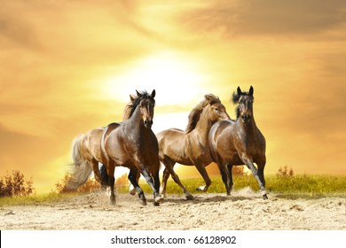 horses in sunset - Powered by Shutterstock