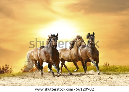 horses in sunset