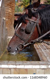 Horses take a drink of water from a trough.