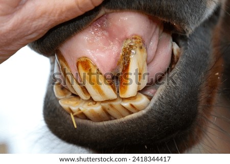 Horses teeth. Horse dental disease EOTRH. Rotting teeth. Swollen, inflamed gums. Equine teeth. Inside horses mouth. Equestrian 