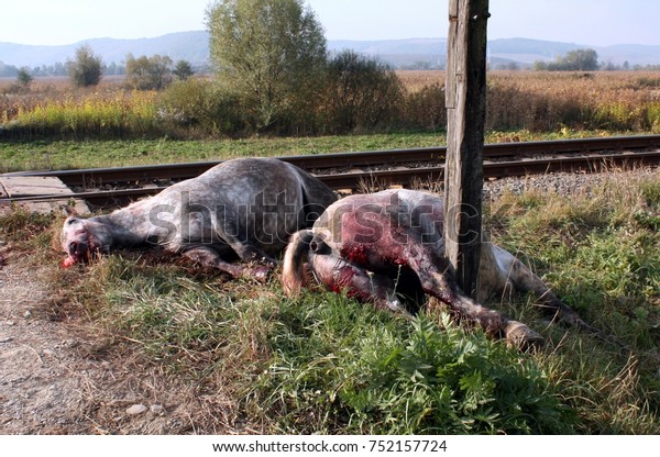 horses train
accident