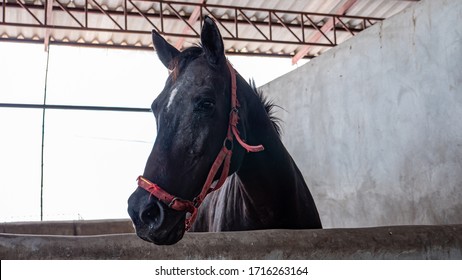 Horses Are Trapped In A Stable To Prevent Infection Of African Horse Sickness Virus