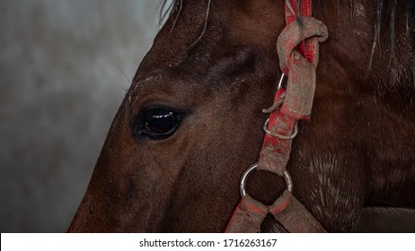 Horses Are Trapped In A Stable To Prevent Infection Of African Horse Sickness Virus