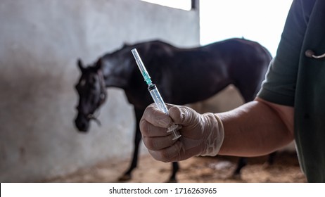 Horses Are Trapped In A Stable To Prevent Infection Of African Horse Sickness Virus