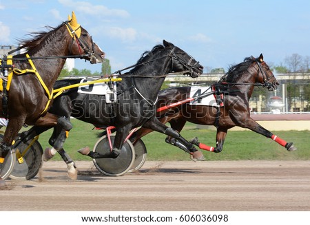 Horses trotter breed in motion on hippodrome. Harness horse racing.