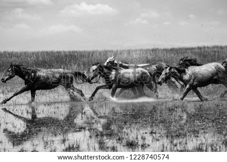 horses at turket