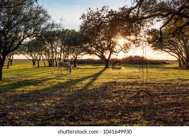 Horses Under the Texas Oaks