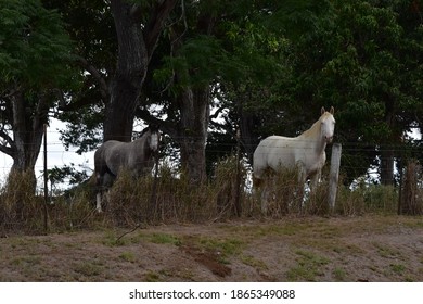 Horses - Upcountry Maui Hawaii