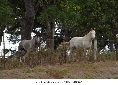 Horses - Upcountry Maui Hawaii