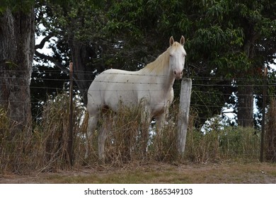 Horses - Upcountry Maui Hawaii