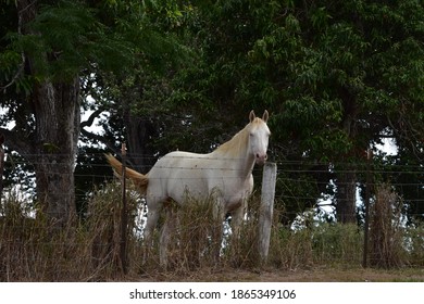 Horses - Upcountry Maui Hawaii