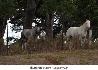 Horses - Upcountry Maui Hawaii