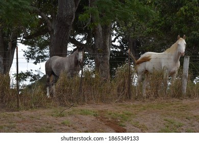 Horses - Upcountry Maui Hawaii