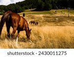 Horses in Valfrejus, French Alps

