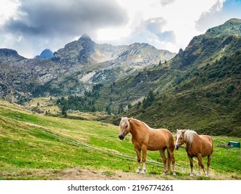 Horses In Valvarrone Valley On The Italian Alps