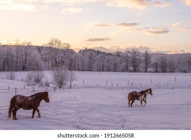 Horses In A Vermont Winter Field