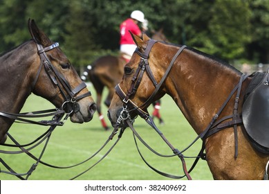 Horses waiting at a polo game