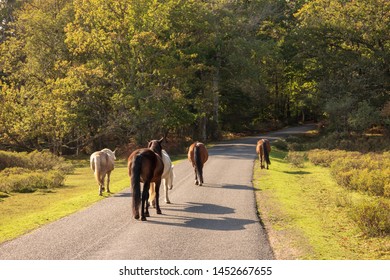 Horses Walking In The Road. New Forest UK