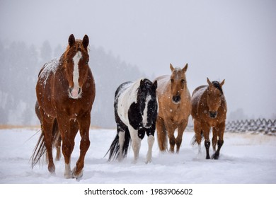 Horses Walking In Snowy Montana Winter