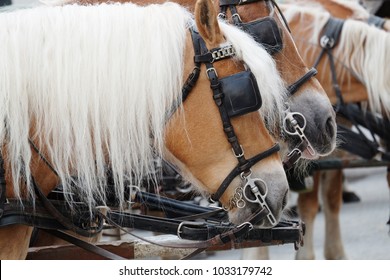 Horses Wearing Eyes Blinders Waiting For Horse Ride Service To Tourists