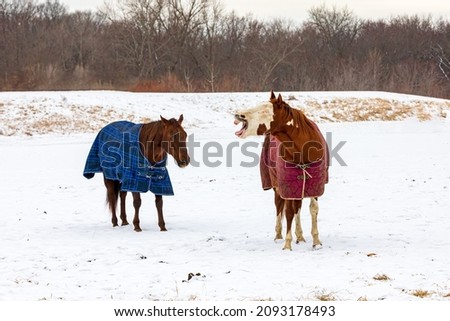 Horses wearing horse turnout blanket during winter with snow in pasture. Concept of horse health, care and safety