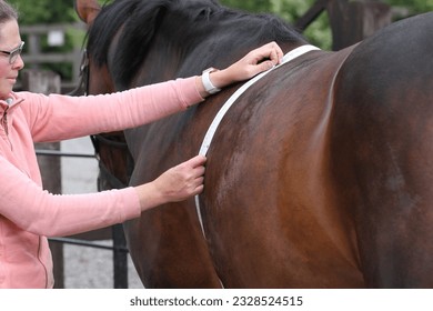 Horses weight being measured by women. Horse weight tape. Equestrian  - Shutterstock ID 2328524515