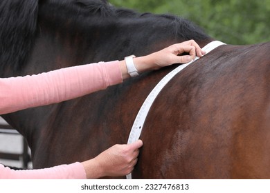 Horses weight being measured, with a equine weight tape. Equestrian  - Shutterstock ID 2327476813